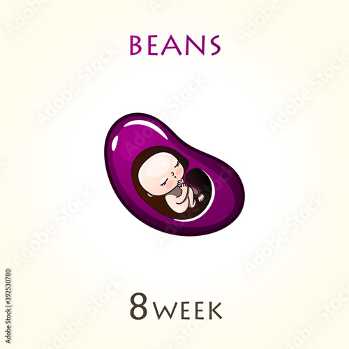 Stages of development of pregnancy, the size of the embryo for weeks. Human fetus inside the uterus. 8 week of 42 weeks of pregnancy. Vector illustrations