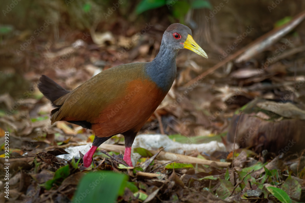 Aramides cajaneus - Grey-necked Wood-rail bird in the family Rallidae, the rails. It lives primarily in the forests, mangroves, and swamps of Central and South America Aramides cajaneus - Grey-necked Wood-rail bird in the family Rallidae, the rails. It lives primarily in the forests, mangroves, and swamps of Central and South America