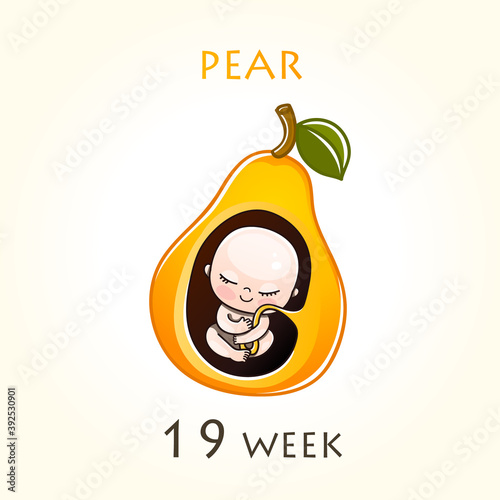 Stages of development of pregnancy, the size of the embryo for weeks. Human fetus inside the uterus. 19 week of 42 weeks of pregnancy. Vector illustrations pear