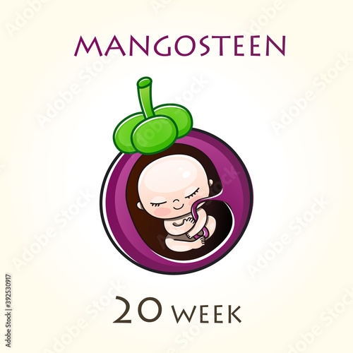 Stages of development of pregnancy, the size of the embryo for weeks. Human fetus inside the uterus. 20 week of 42 weeks of pregnancy. Vector illustrations mangosteen