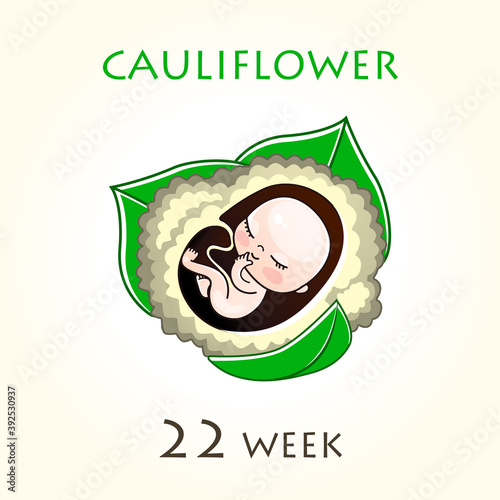 Stages of development of pregnancy, the size of the embryo for weeks. Human fetus inside the uterus. 22 week of 42 weeks of pregnancy. Vector illustrations cauliflower
