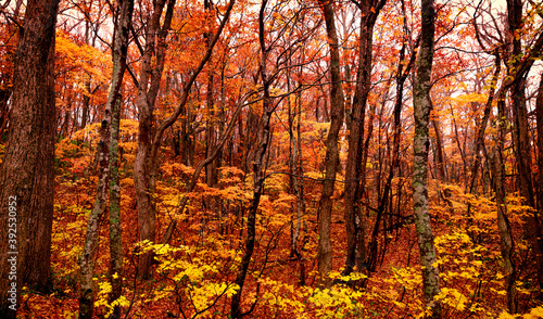 Autumn leaves autumn foliage autumn colors fall leaves fall © ISAMU