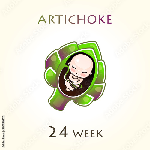 Stages of development of pregnancy, the size of the embryo for weeks. Human fetus inside the uterus. 24 week of 42 weeks of pregnancy. Vector illustrations artichoke