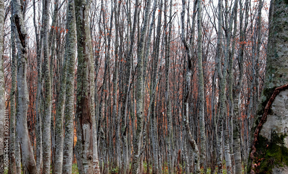 Obraz premium Autumn leaves autumn foliage autumn colors fall leaves fall