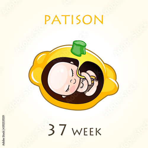 Stages of development of pregnancy, the size of the embryo for weeks. Human fetus inside the uterus. 37 week of 42 weeks of pregnancy. Vector illustrations patison