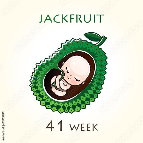 Stages of development of pregnancy, the size of the embryo for weeks. Human fetus inside the uterus. 41 week of 42 weeks of pregnancy. Vector illustrations jackfruit