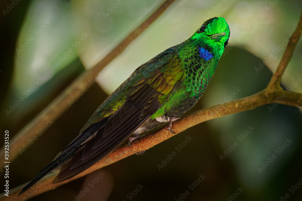 Fototapeta premium Green-crowned Brilliant - Heliodoxa jacula large, robust hummingbird that is a resident breeder in the highlands from Costa Rica to western Ecuador