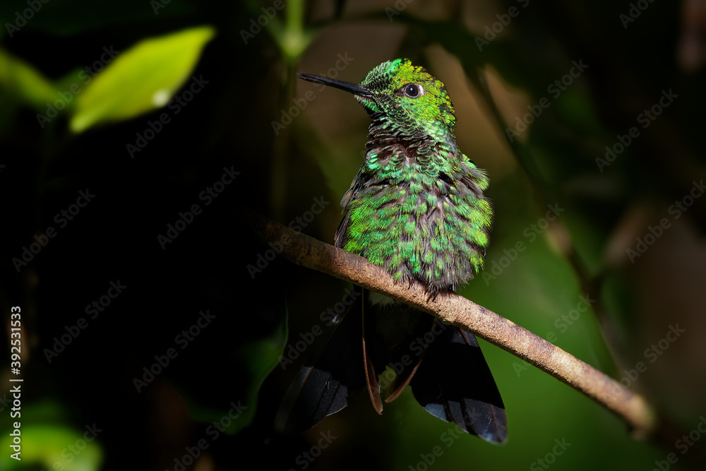Fototapeta premium Green-crowned Brilliant - Heliodoxa jacula large, robust hummingbird that is a resident breeder in the highlands from Costa Rica to western Ecuador