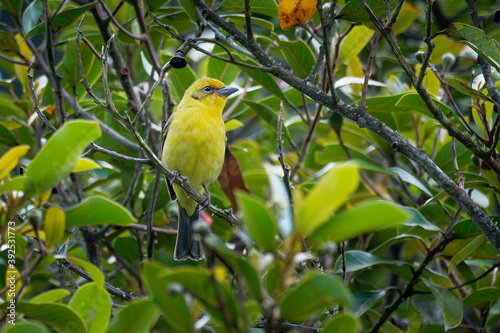 Flame-colored Tanager  - Piranga bidentata formerly stripe-backed tanager, American songbird, Formerly placed in the tanager family Thraupidae, now classified in the cardinal family Cardinalidae photo