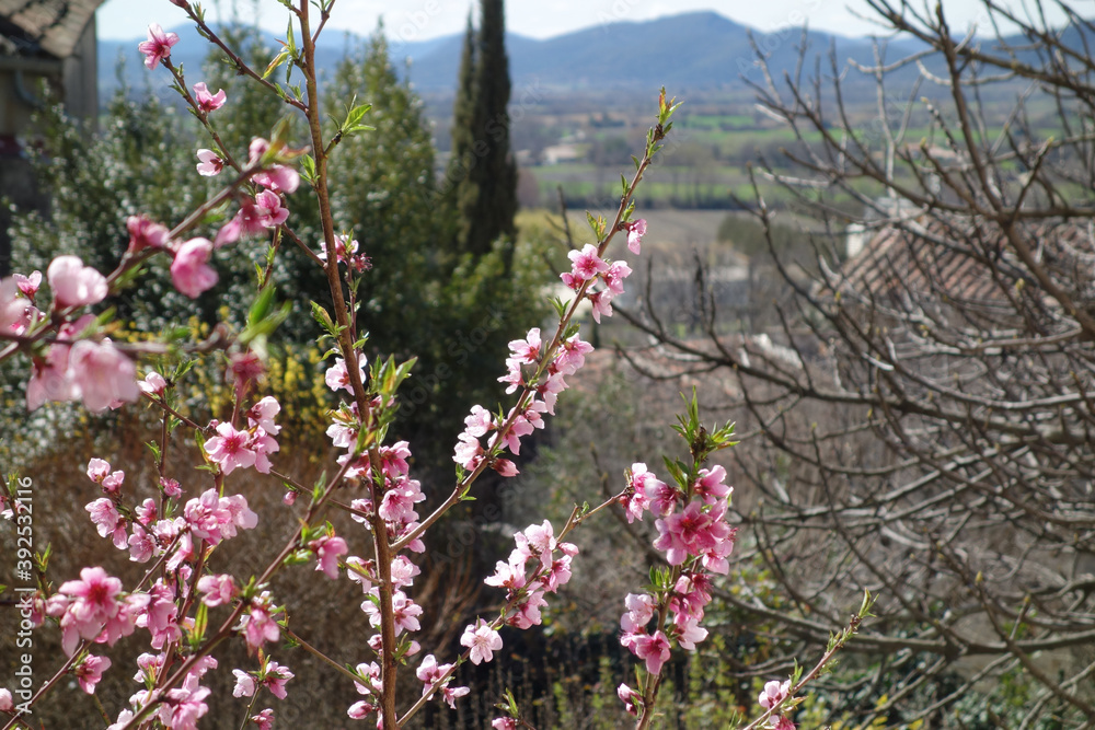 Pink flowering branches in a sunny Mediterranean landscape Pink flowering branches in a sunny Mediterranean landscape