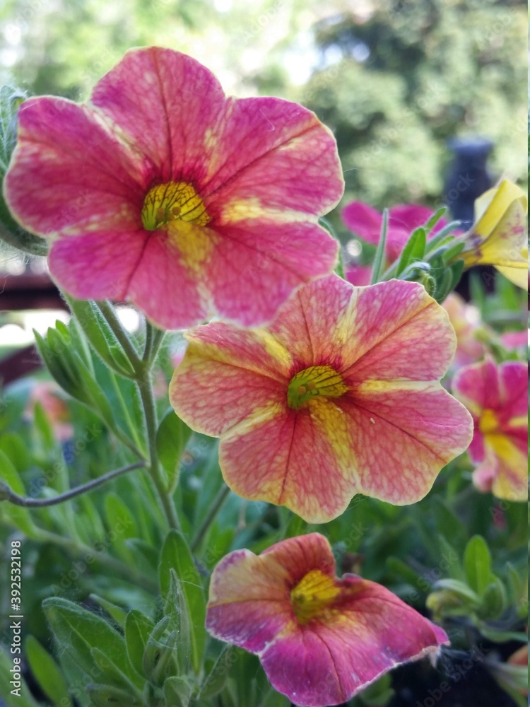 Fototapeta premium pink flowers in the garden