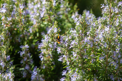Herbal lavender flowers © anca enache