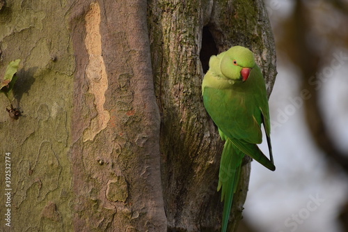 Fototapeta The colourful ring necked parakeet has mostly green plumage darker in flight win