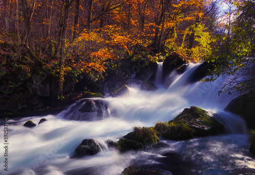 Fototapeta Naklejka Na Ścianę i Meble -  Mountain stream　torrent　Autumn leaves　fall colors