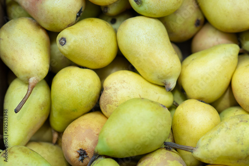 fresh green pears harvested