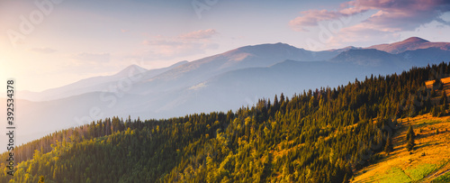 Panoramic view of mountain landscape with fir forest on a sunny day.