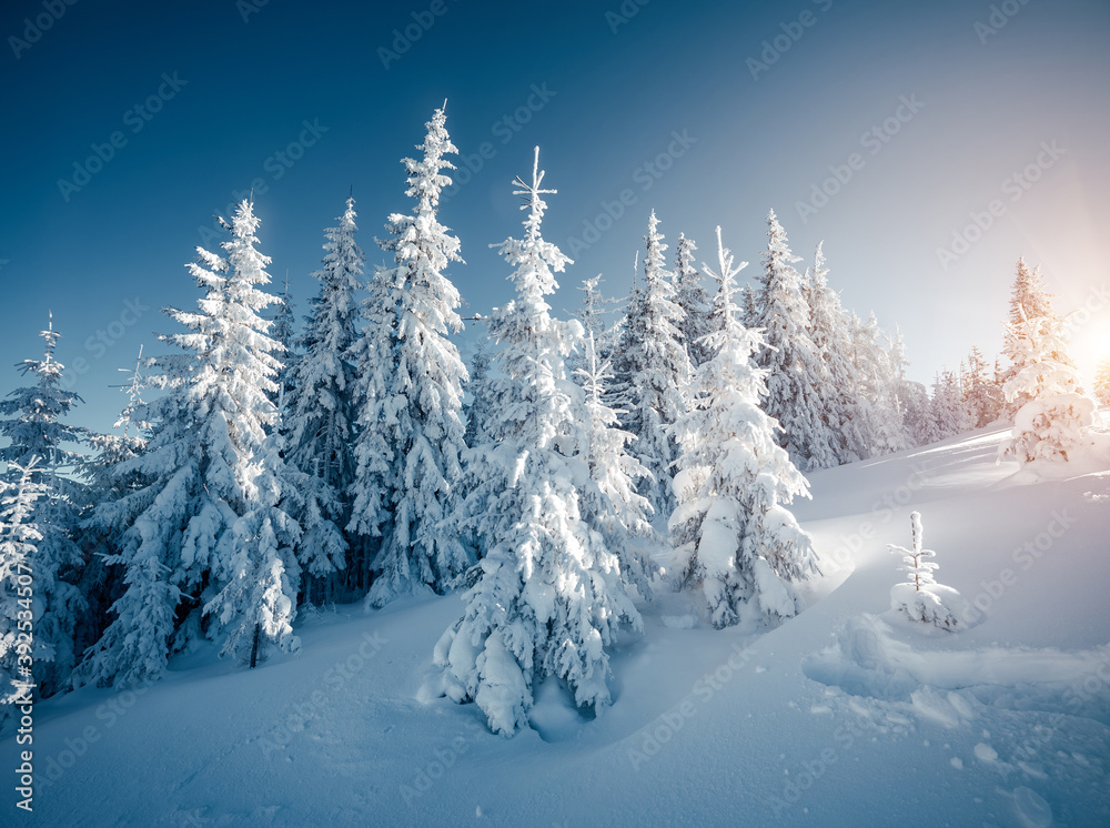 Sunny frosty day in snowy coniferous forest. Christmas holiday concept. Sunny frosty day in snowy coniferous forest. Christmas holiday concept.