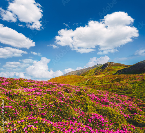 Breathtaking pink rhododendron flowers in summer alpine valley.