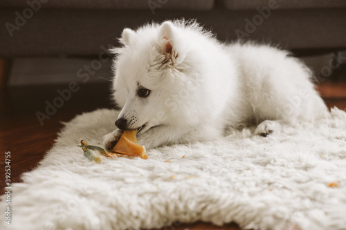 white japanese sptitz puppy dog portrait