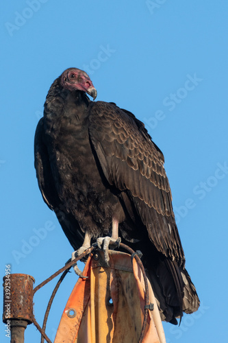 Turkey Vulture with dark chest feathers perched on wind sock looking to right