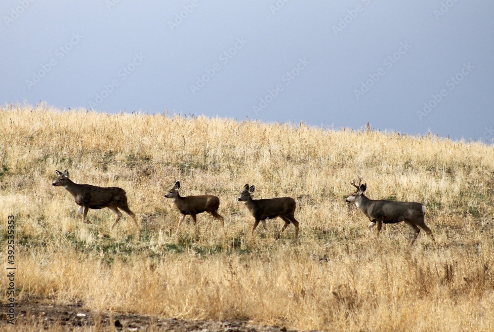 Deer looking for a place to rest in central Washington State
