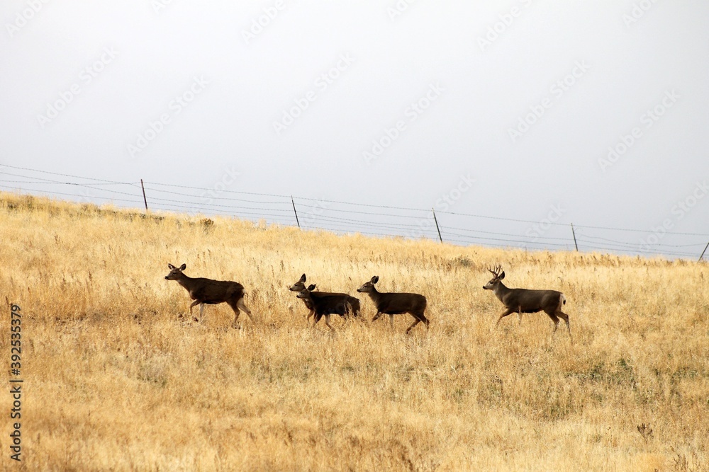 Deer looking for a place to rest in central Washington State