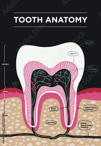Tooth anatomy vector dental infographic. Medical banner or poster illustration with tooth structure.