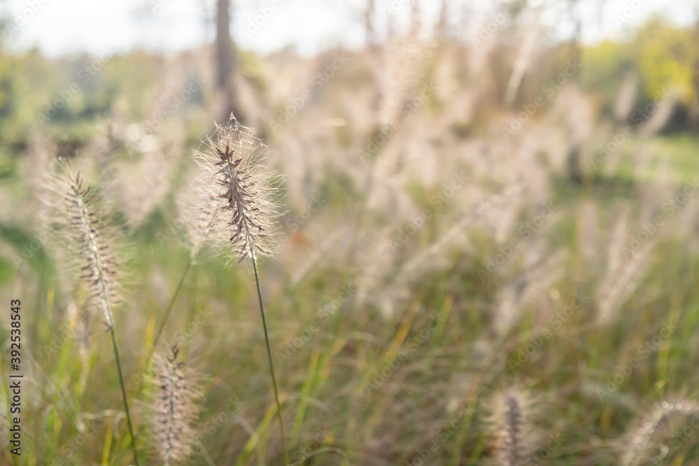 Blurred nature in soft colors with grass in a sunny haze. Blooming panicles of grass are lit by the sun.