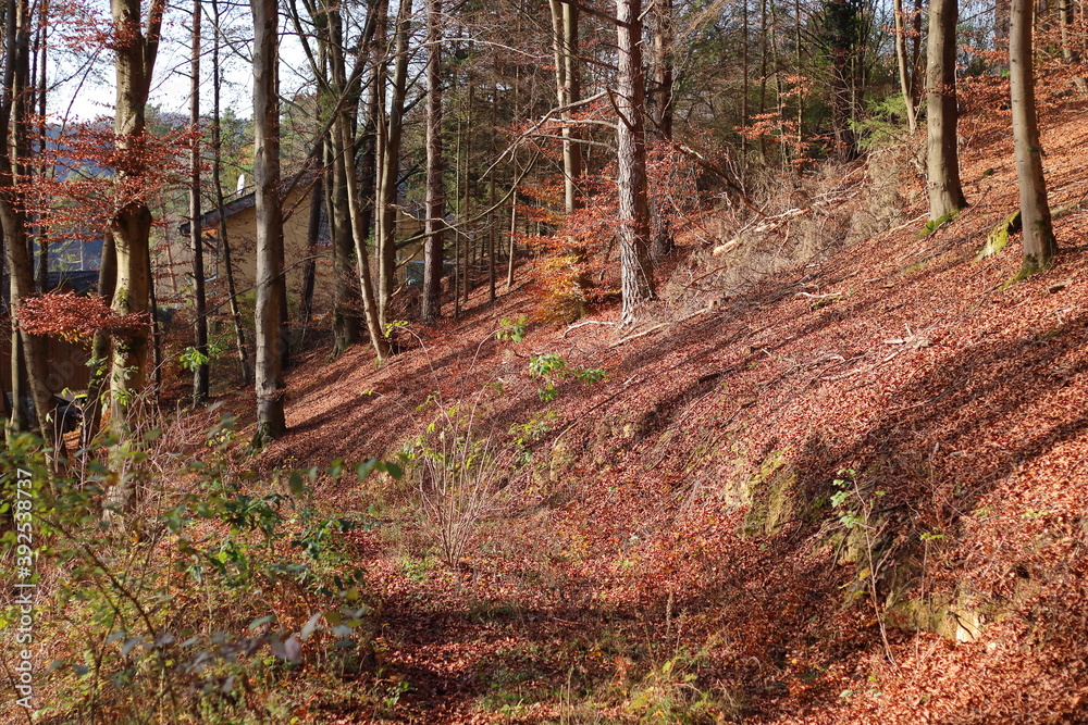 Waldwege im herbstlichen Wald Waldwege im herbstlichen Wald