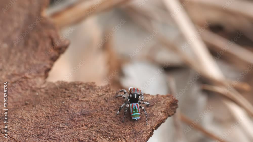 high frame rate clip of a male maratus volans spider making a vertical jump. M. volans is an australian peacock spider high frame rate clip of a male maratus volans spider making a vertical jump. M. volans is an australian peacock spider
