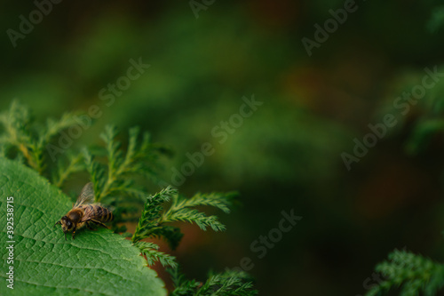 Pszczoła, zieleń, liście © Marek