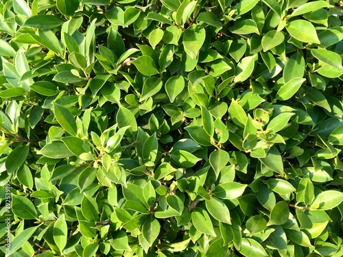 Wallpaper Mural green leaves of a tree Torontodigital.ca