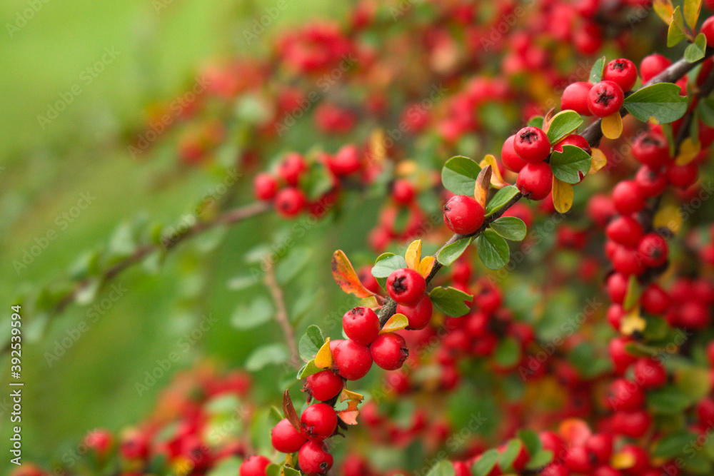 Close-up red cotoneaster berries horizontal in autumn.Beautiful autumnal natural background.Garden evergreens
