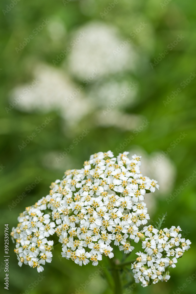 セイヨウノコギリソウの花 Stock Photo Adobe Stock