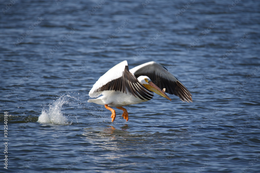 Naklejka premium Pelican takeoff 