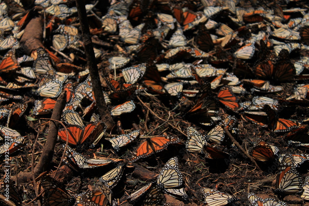 Mariposas monarcas