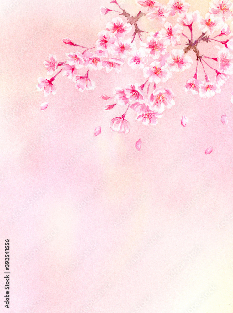 Obraz premium 桜の背景 水彩イラスト