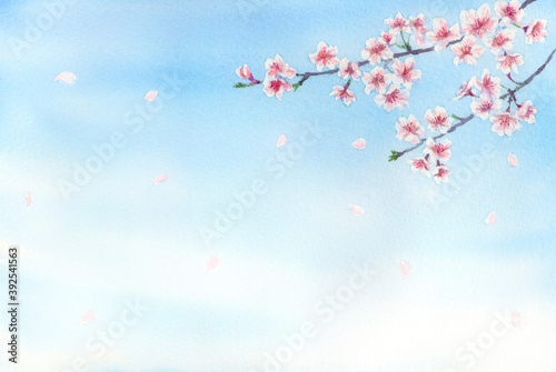 Fototapeta Naklejka Na Ścianę i Meble -  空に桜の水彩イラスト