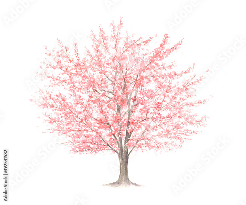 大きな桜の木　水彩イラスト