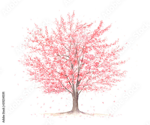 花びらが舞う大きな桜の木 水彩イラスト