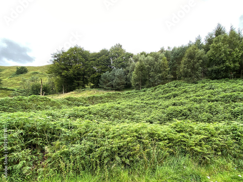 Small forest, on the moors edge, with bracken in the foreground in, Cliviger, Todmorden, UK
