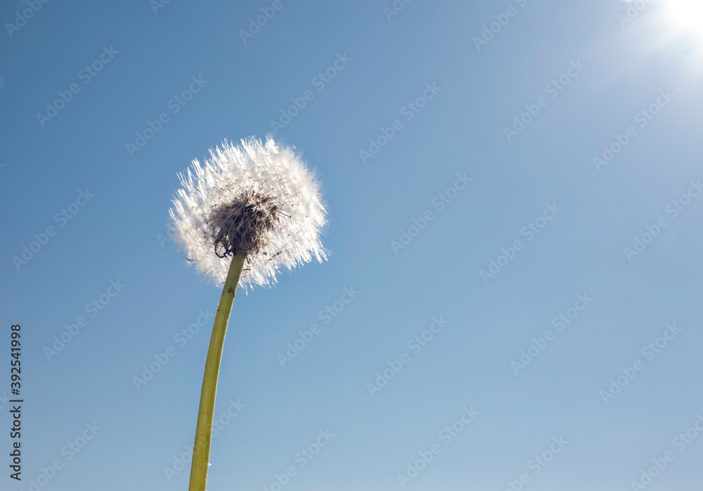 Common Dandelion Common Dandelion