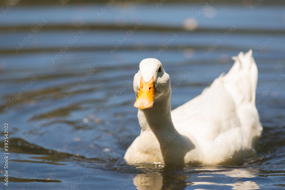 White duck enjoying the lake.