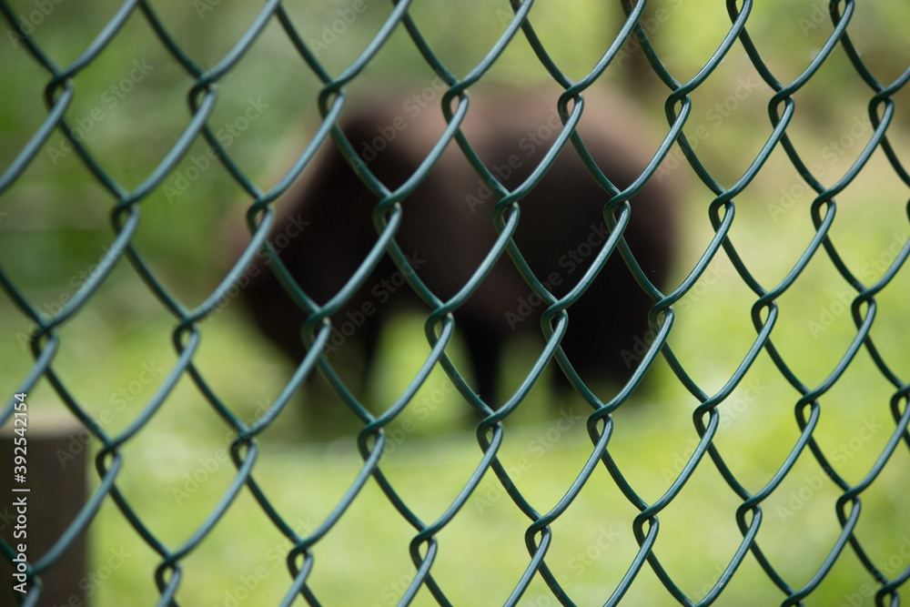 Fototapeta premium behind fence
