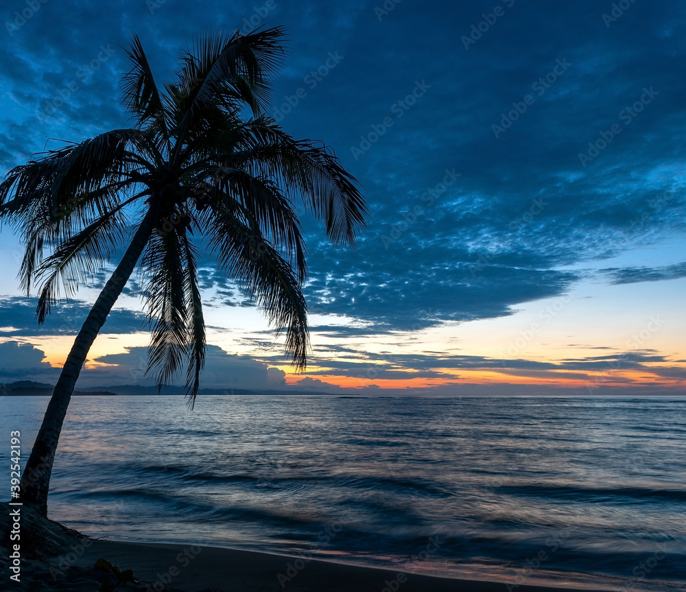Palm tree at sunset by the Caribbean Sea, Manzanillo Beach, Costa Rica.