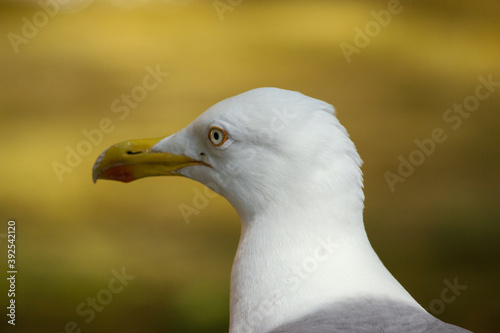 close up of a seagull © Maxi