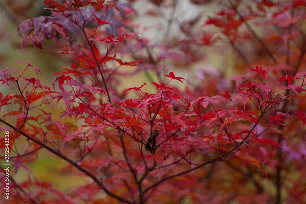 red autumn leaves red autumn leaves