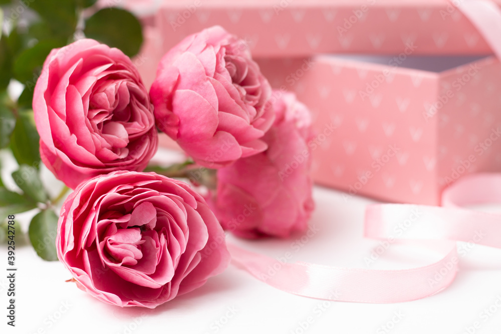 Fototapeta premium Pink delicate roses Leonardo da Vinci sort on a white surface with gift box and ribbon.