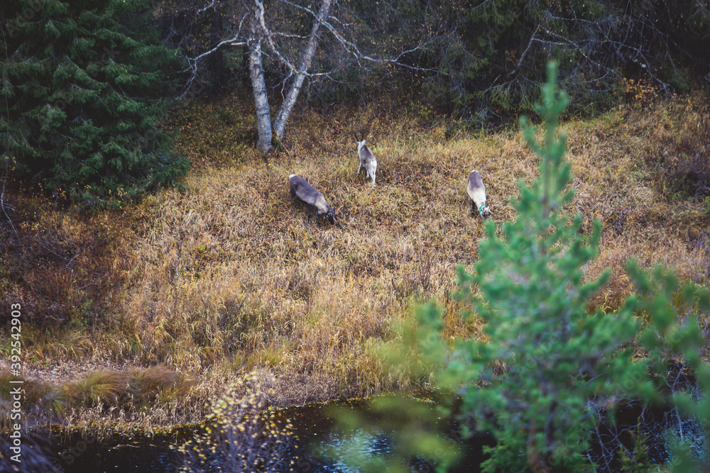 Autumn view of Oulanka National Park, landscape, a finnish national park in the Northern Ostrobothnia and Lapland regions of Finland,  wooden wilderness hut, cabin cottage, bridge, campground place