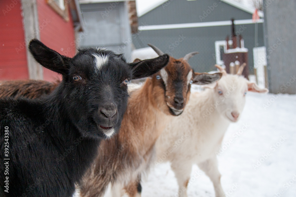Three goats standing looking at camera